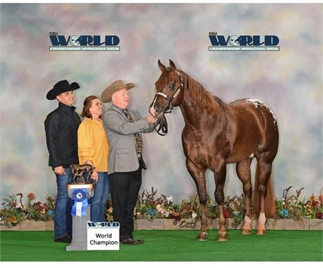 Heza Mighty Maverick